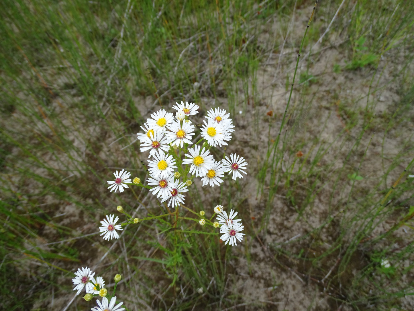 Frost Aster Symphyotrichum Pilosum 750 Seeds for Planting Common Daisy-like Flowers