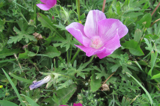 Bush's Poppy Mallow Callirhoe Bushii 30 Seeds for Planting Magenta Flowers