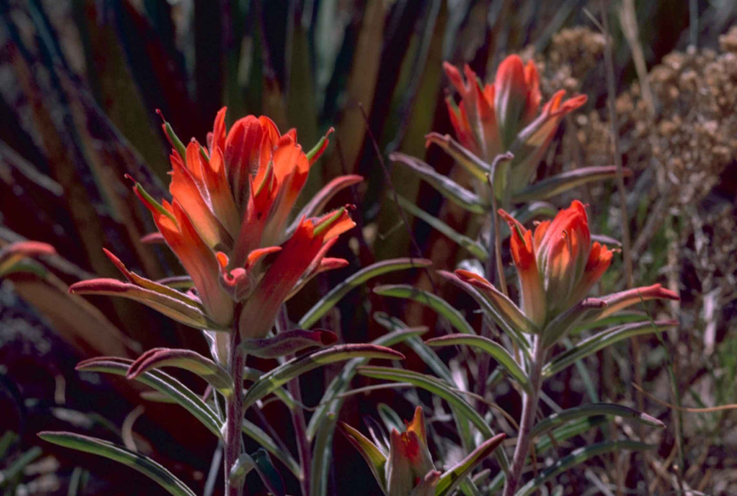 Indian Paintbrush Castilleja Coccinea 300 Seeds for Planting Prairie Beauty
