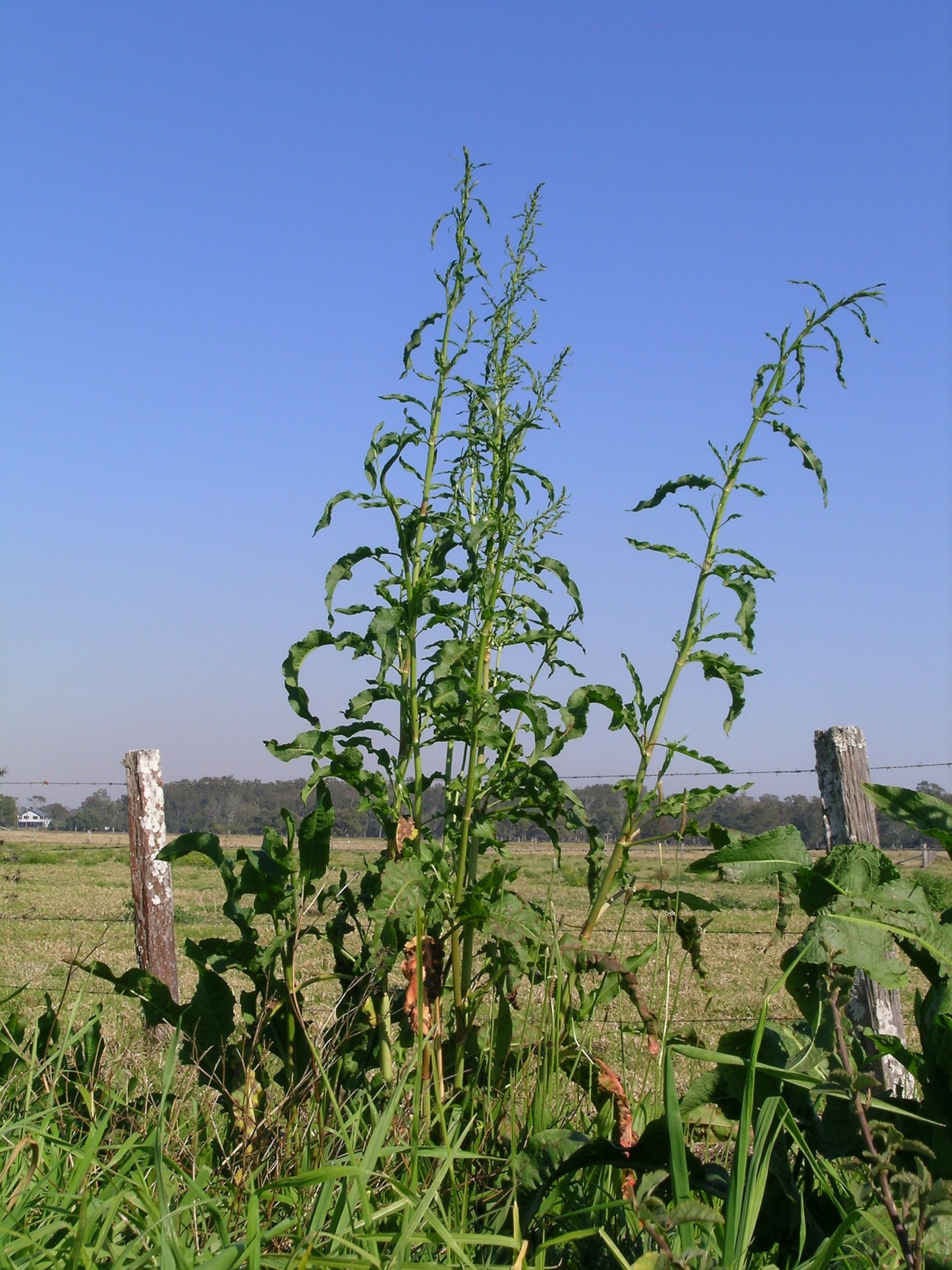 Pale Dock Rumex paucifolius 500 Seeds for Planting