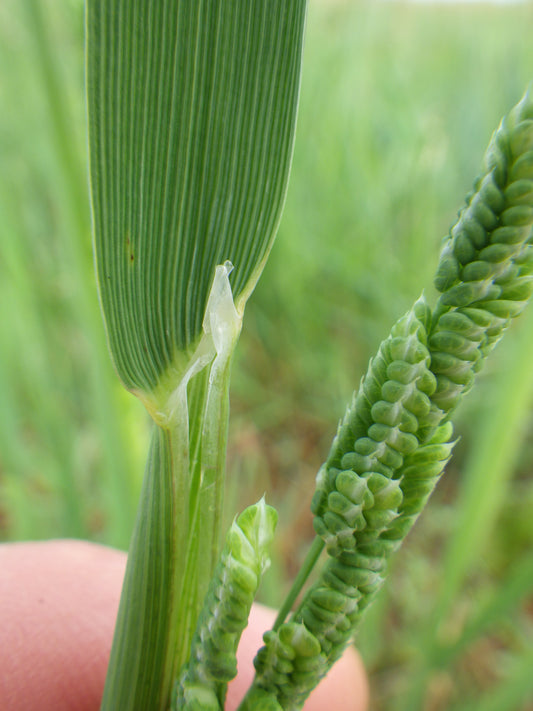 American Slough Grass Beckmannia Syzigachne 1000 Seeds for Planting