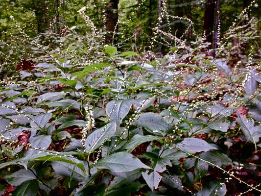 Woodland KnotweedPolygonum virginianum 50 Seeds for Planting