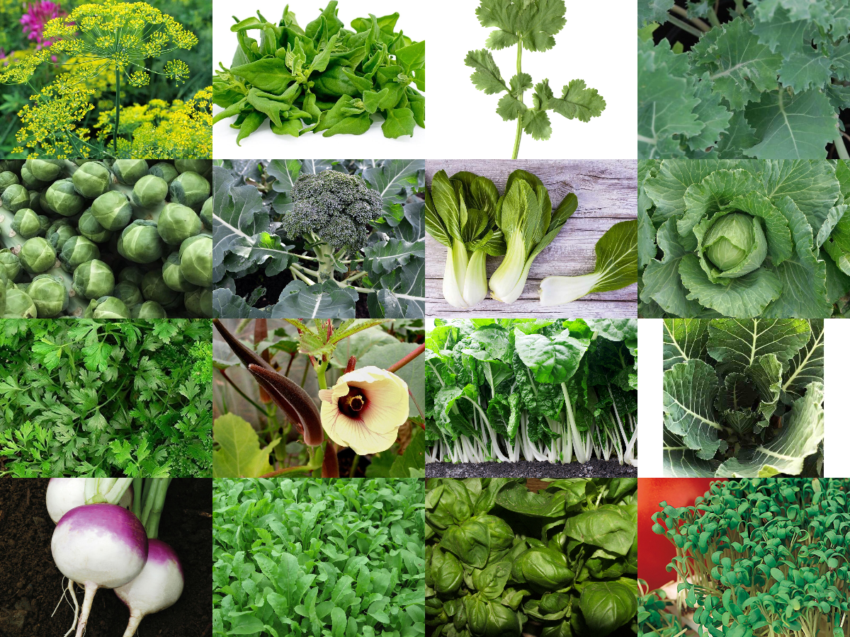 16 Vegetable/Herb/Fruit Seeds Variety Pack for Planting