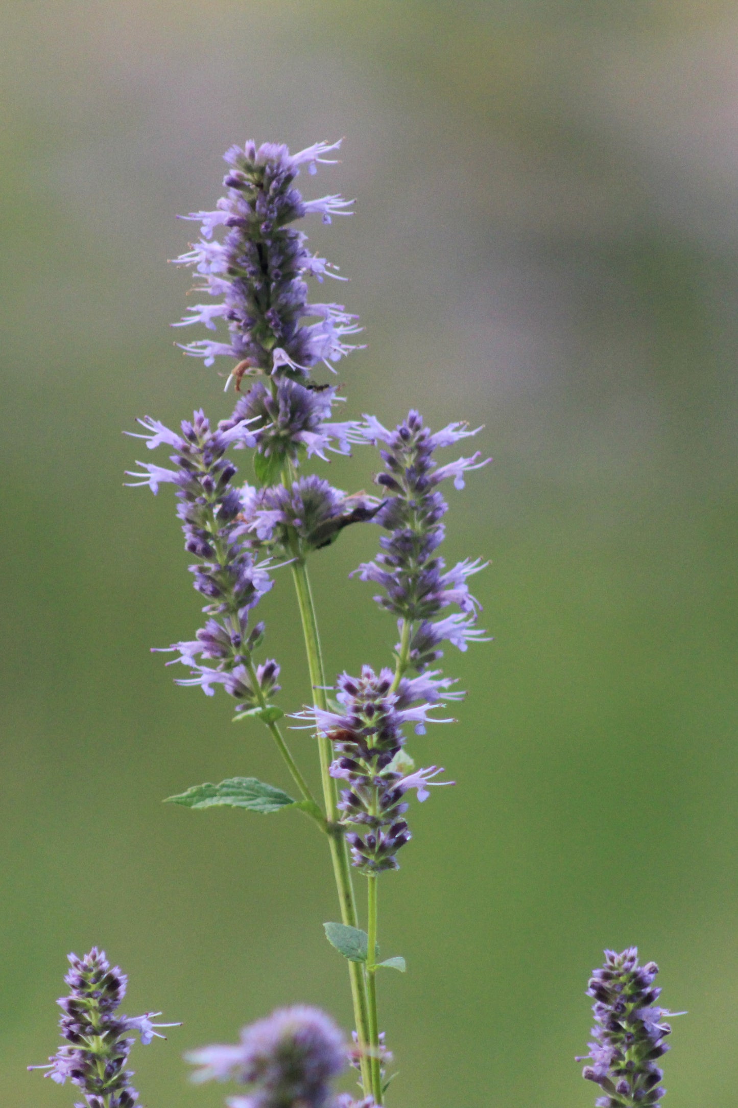 Purple Giant Hyssop Agastache scrophulariifolia 1000 Seeds for Planting