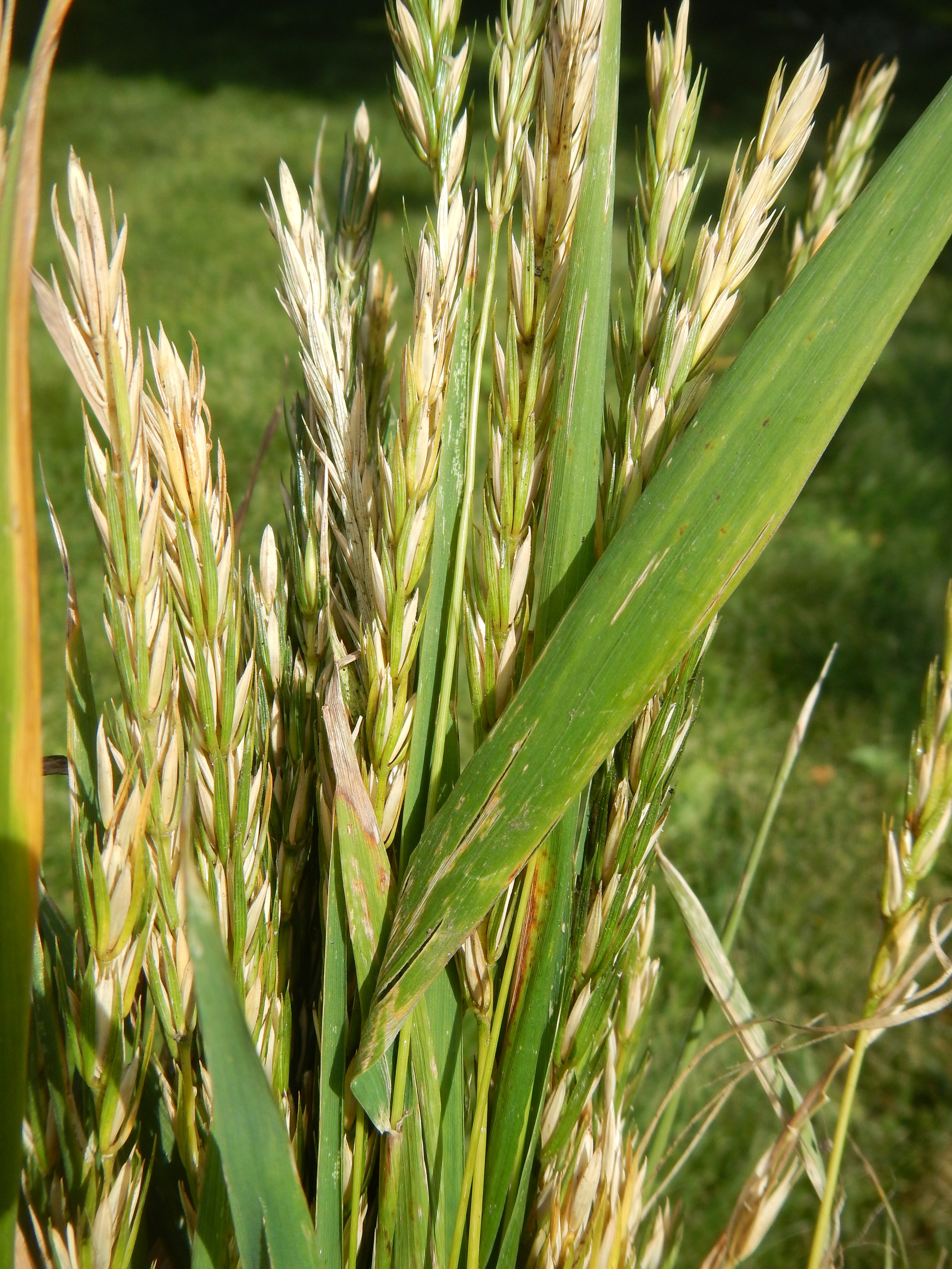 Virginia Rye Mowed Virginia Wild Rye Elymus virginicus 400 Seeds for Planting – Sejahtera ...