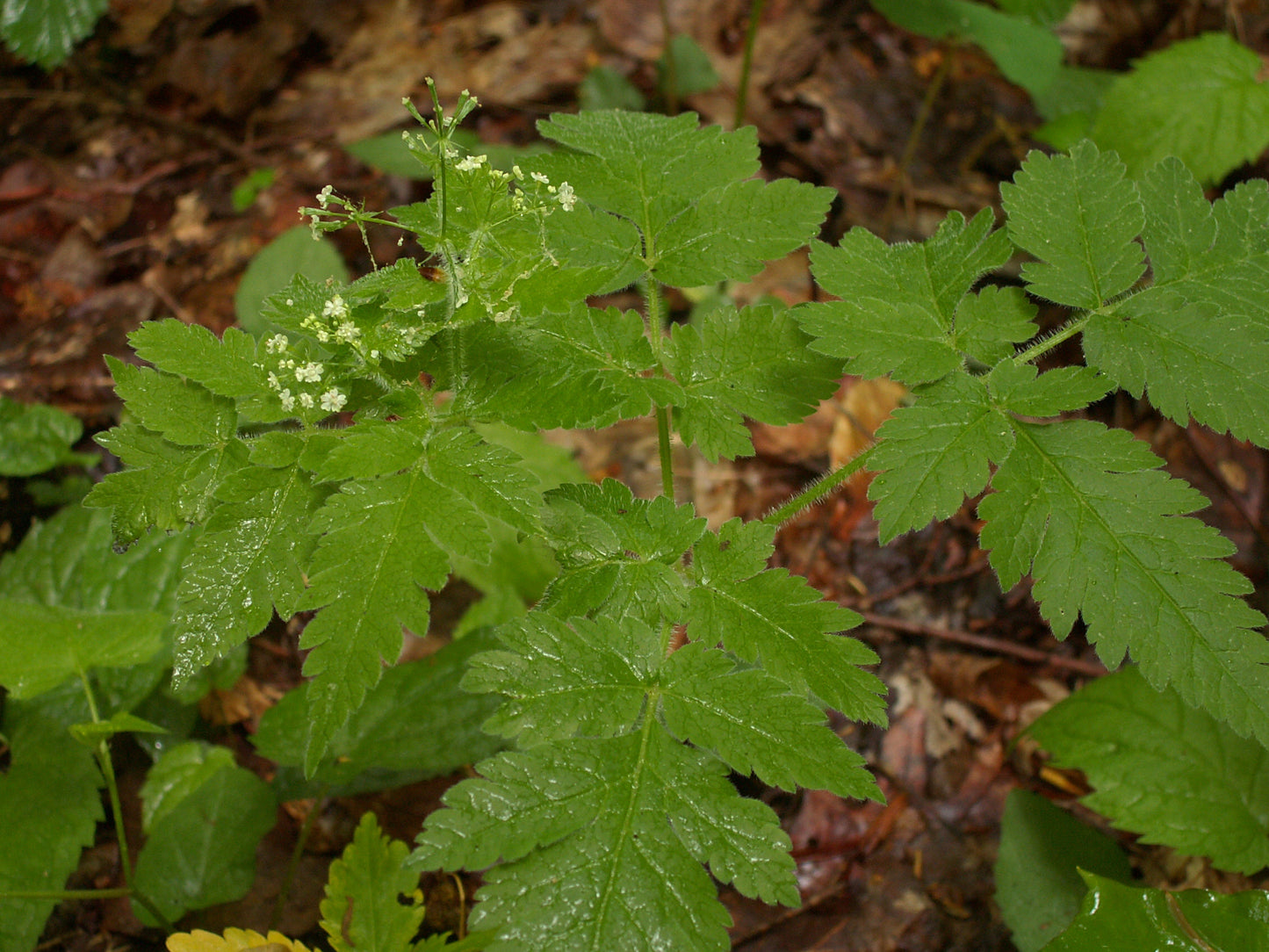 Sweet Cicely Osmorhiza Claytonii 75 Seeds for Planting Perennial Carrot Family Plant