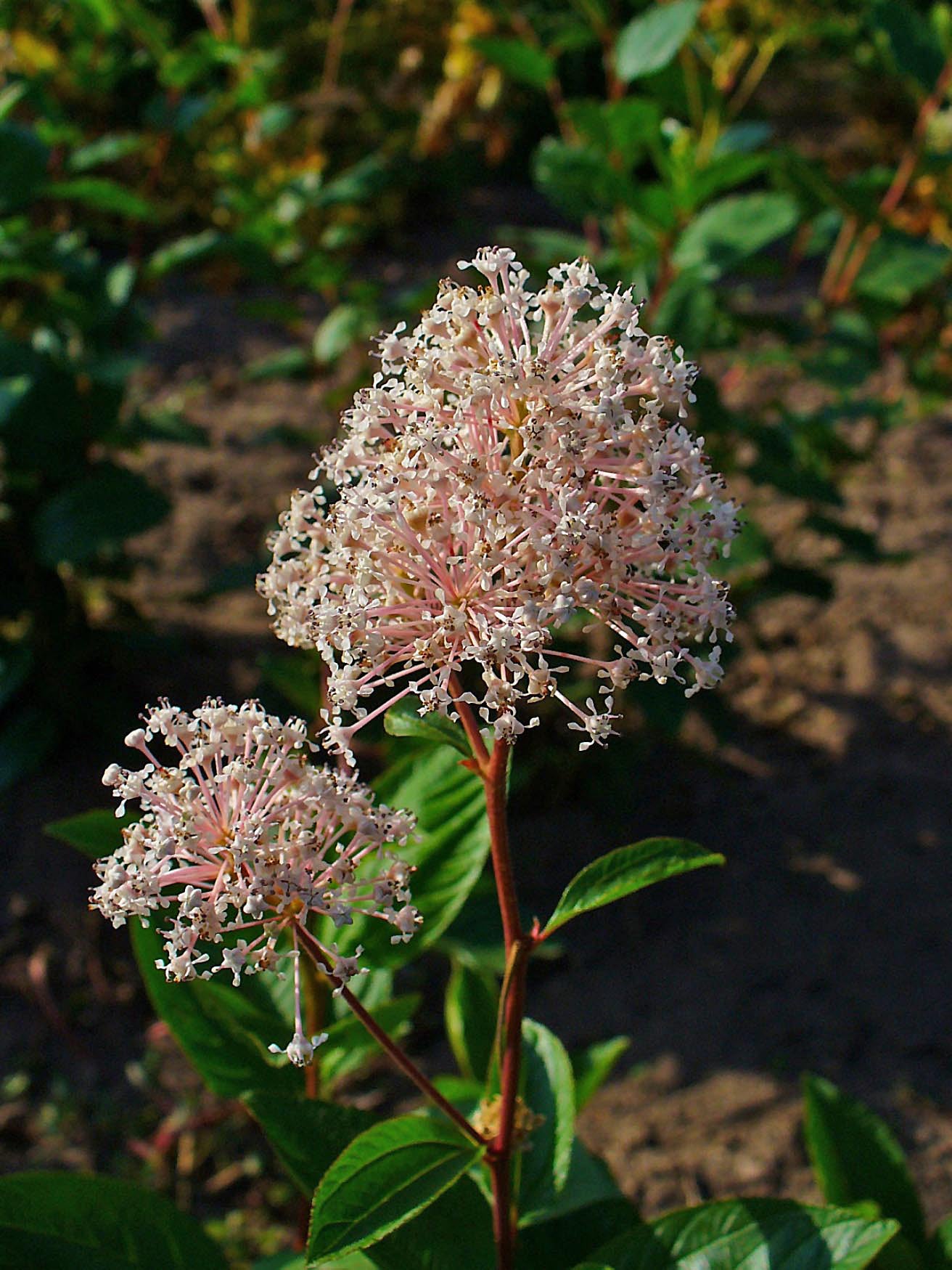 New Jersey Tea Ceanothus americanus 75 Seeds for Planting