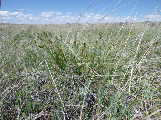 Plains Oval Sedge Carex Brevior 750 Seeds for Planting