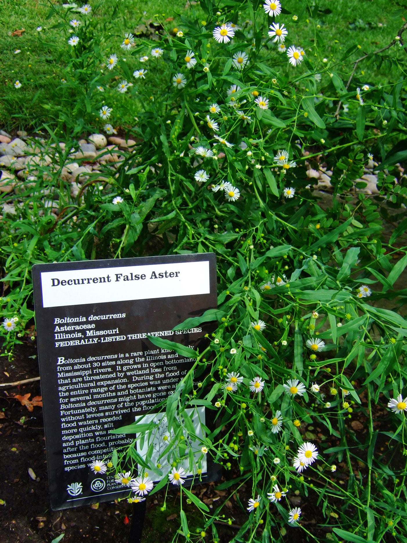 Decurrent False Aster Boltonia Decurrens 1000 Seeds for Planting