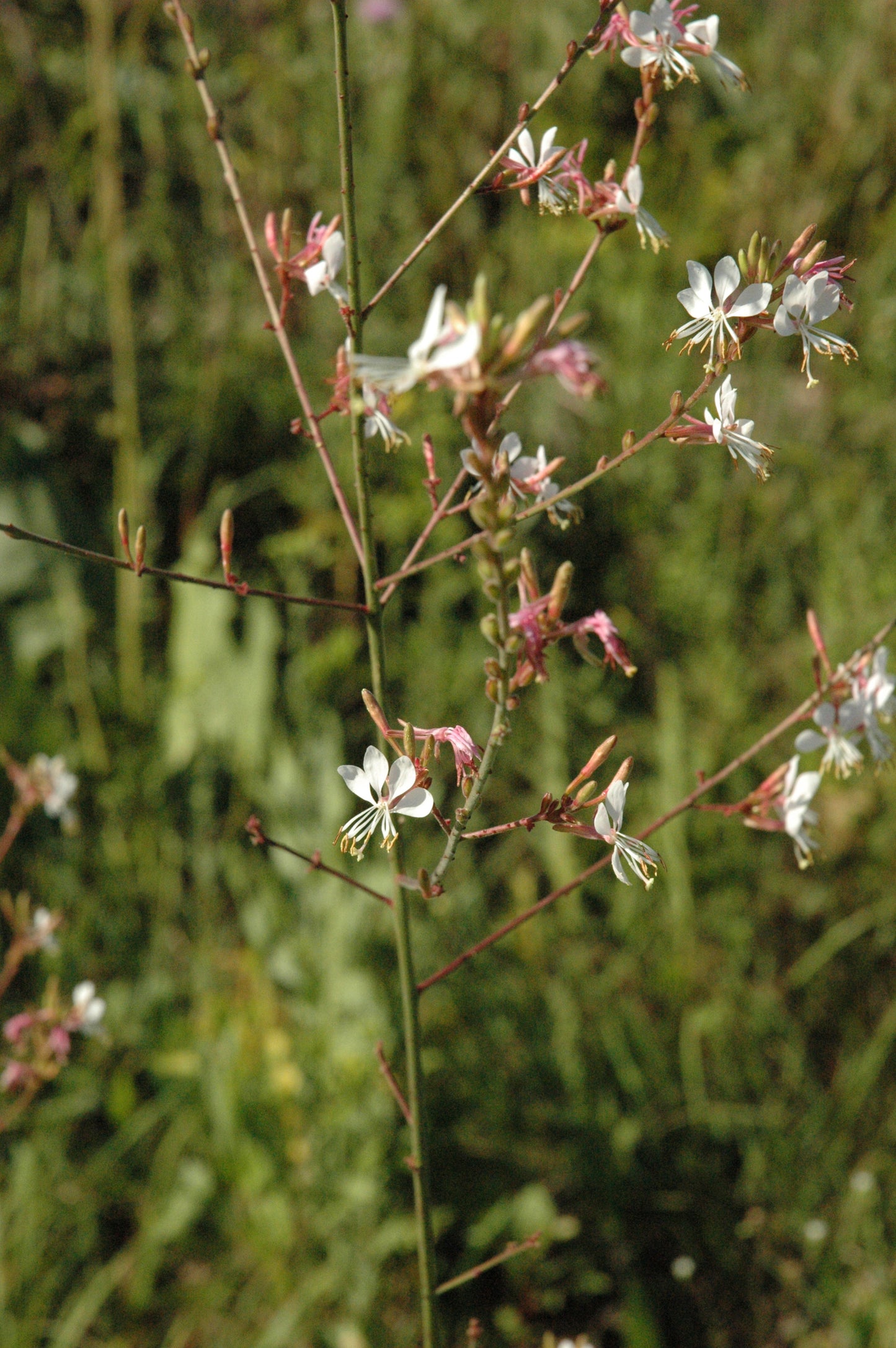 Large-Flowered Gaura Gaura Longiflora 100 Seeds for Planting | Oenothera Filiformis