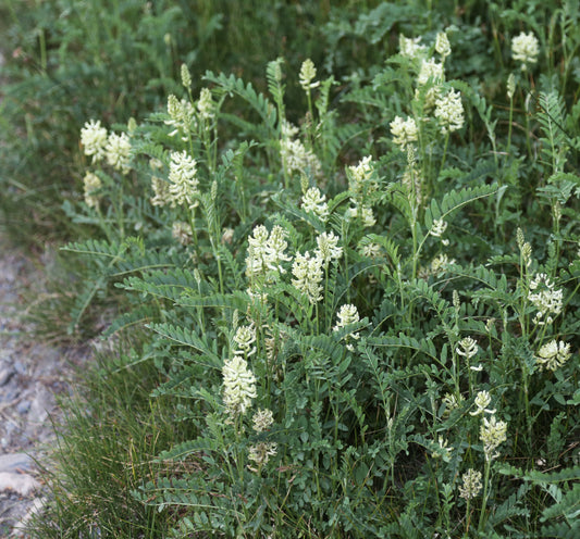 Wild Licorice Glycyrrhiza lepidota 75 Seeds for Planting