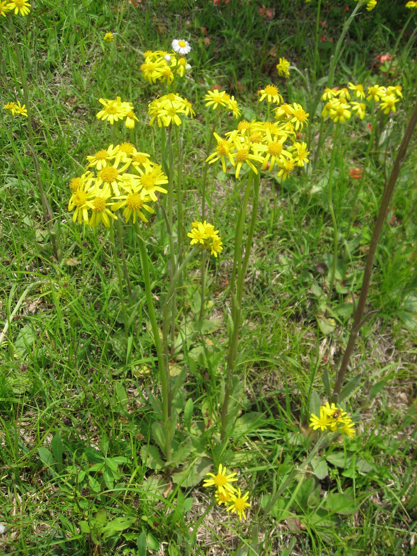 Prairie Ragwort Packera plattensis 200 Seeds for Planting