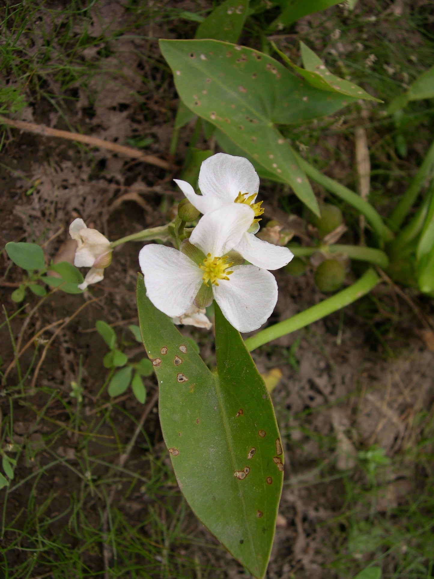 Arumleaf Arrowhead Sagittaria cuneata 300 Seeds for Planting Northern Arrowhead