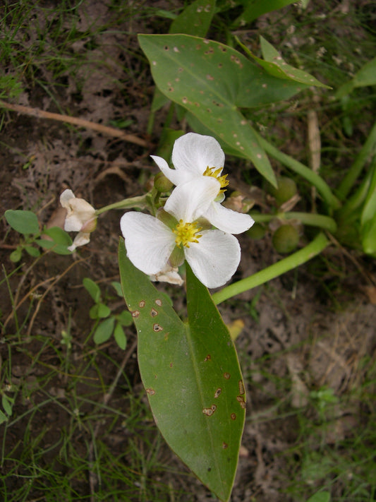 Arumleaf Arrowhead Sagittaria cuneata 300 Seeds for Planting Northern Arrowhead