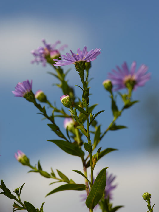 Symphyotrichum novi-belgii New York Aster 300 Seeds for Planting