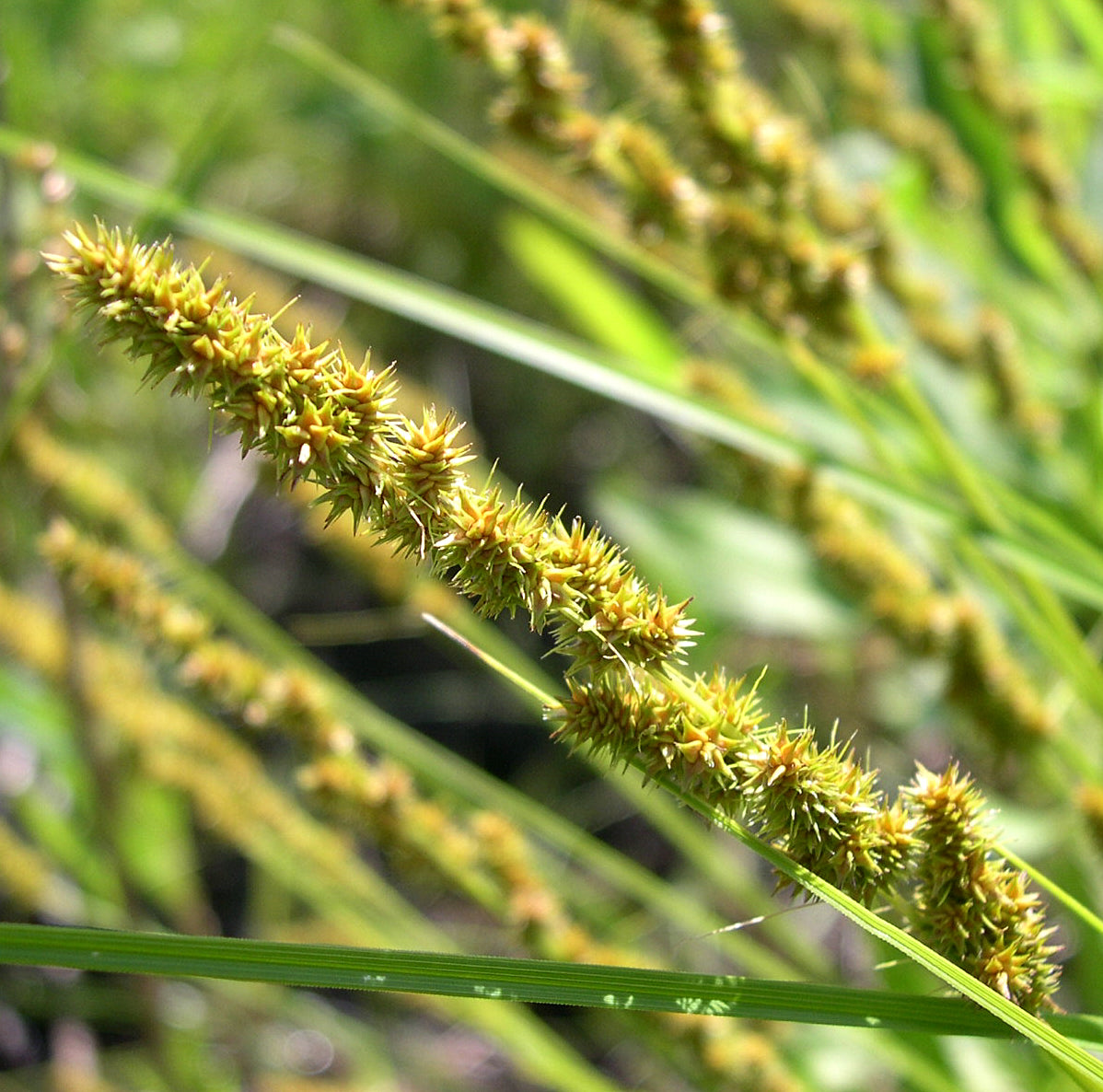 Common Cattail Sedge Carex Typhina 150 Seeds for Planting