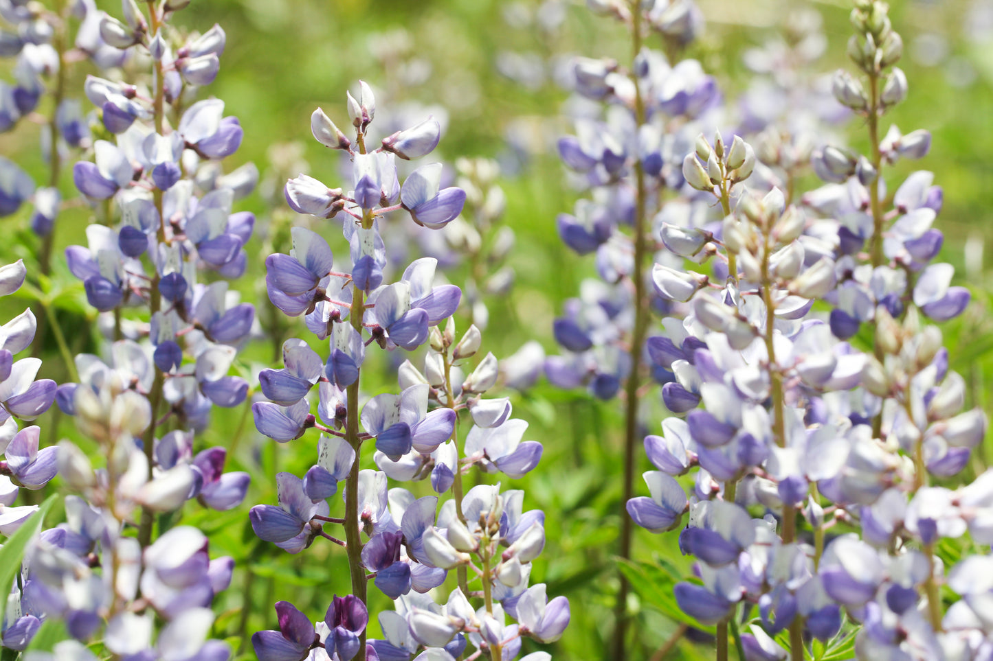 Sundial Lupine Lupinus Perennis 40 Seeds for Planting Blue & Purple Flowers