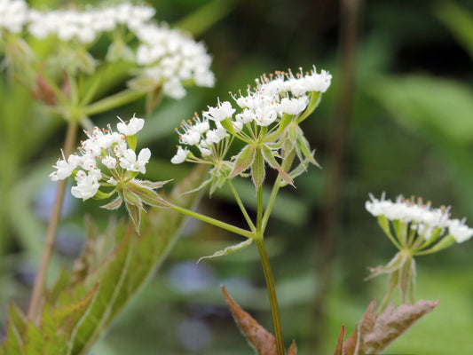 Aniseroot  Osmorhiza Longistylis 50 Seeds for Planting White Flowers