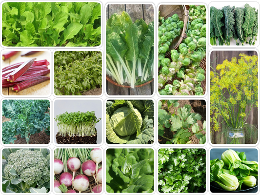 Packet of 16 Vegetable/Herb/Fruit Seeds for Planting