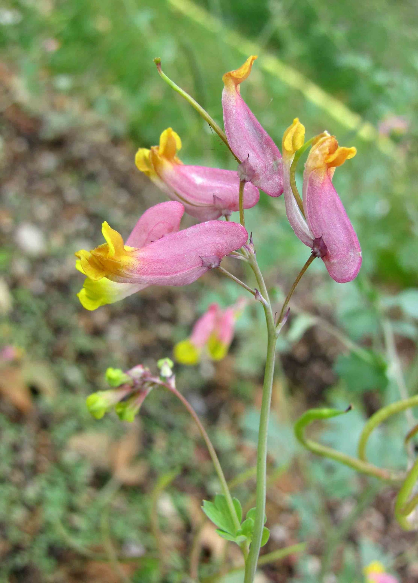 Pink Corydalis Capnoides sempevirens 50 Seeds for Planting