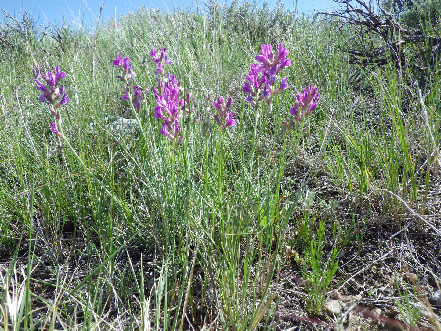 Purple Locoweed Oxytropis Lambertii 50 Seeds for Planting