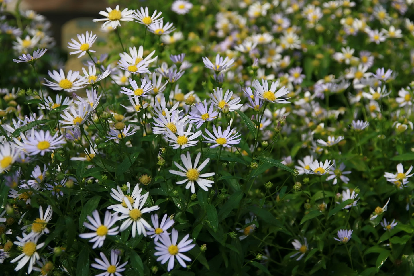 False Aster Boltonia asteroides 2000 Seeds for Planting White Doll's Daisy