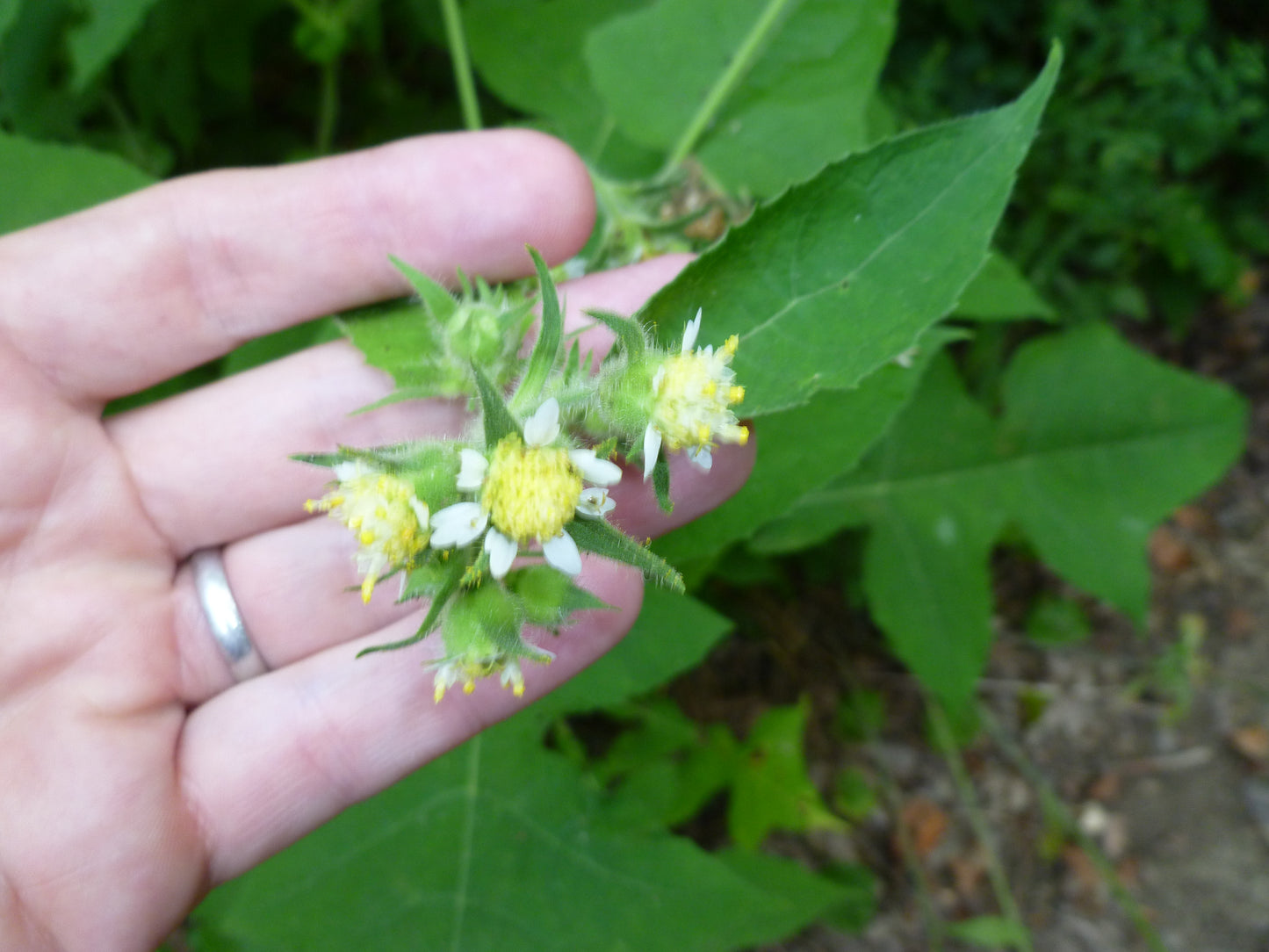 Small-flowered Leafcup Polymnia Canadensis 75 Seeds for Planting Pale Leafcup