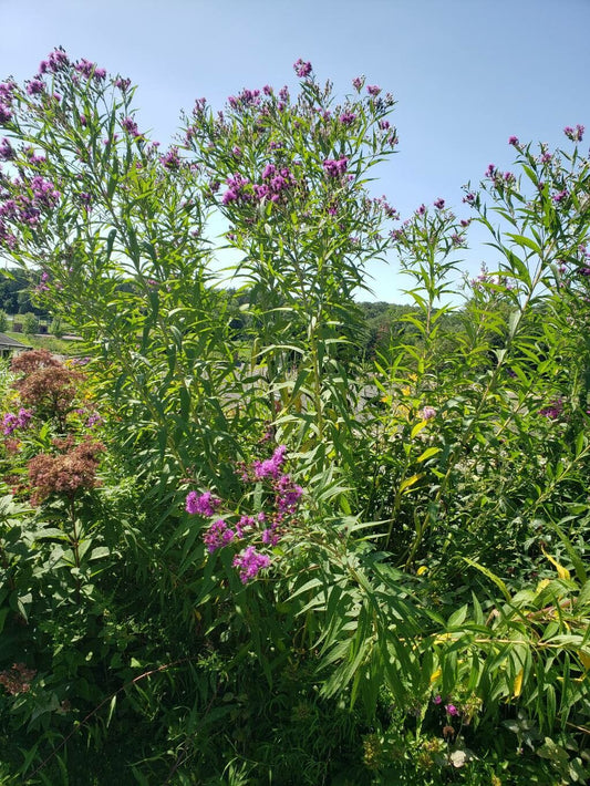 New York Ironweed Vernonia noveboracensis 400 Seeds for Planting