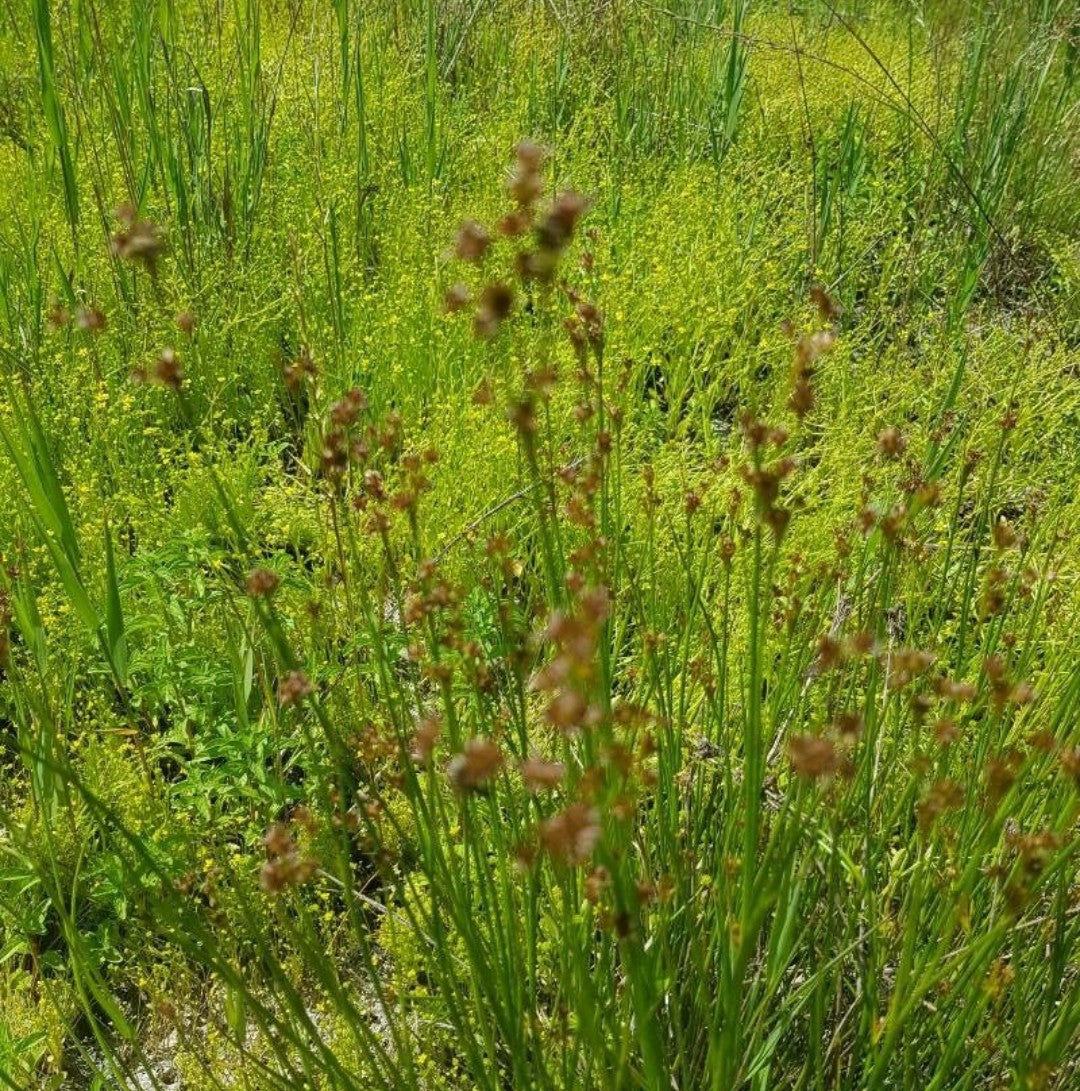 Torrey’s Rush Juncus Torreyi 1000 Seeds for Planting Perennial Seed| Wetland Marsh Plant