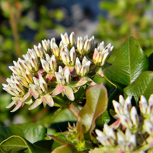 Western Sand Milkweed Asclepias Arenaria 15 Seeds for Planting