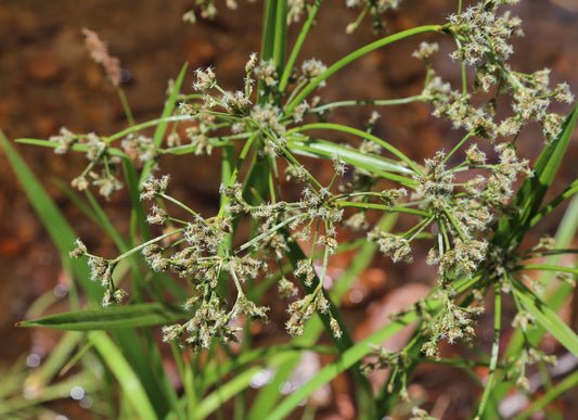 Barberpole Sedge Scirpus Microcarpus 1000 Seeds for Planting