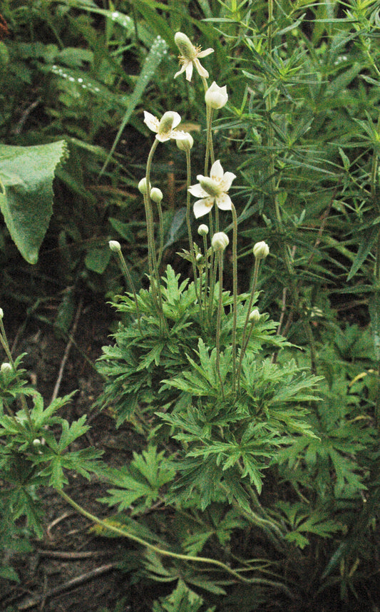 Thimbleweed Anemone Cylindrica 200 Seeds for Planting