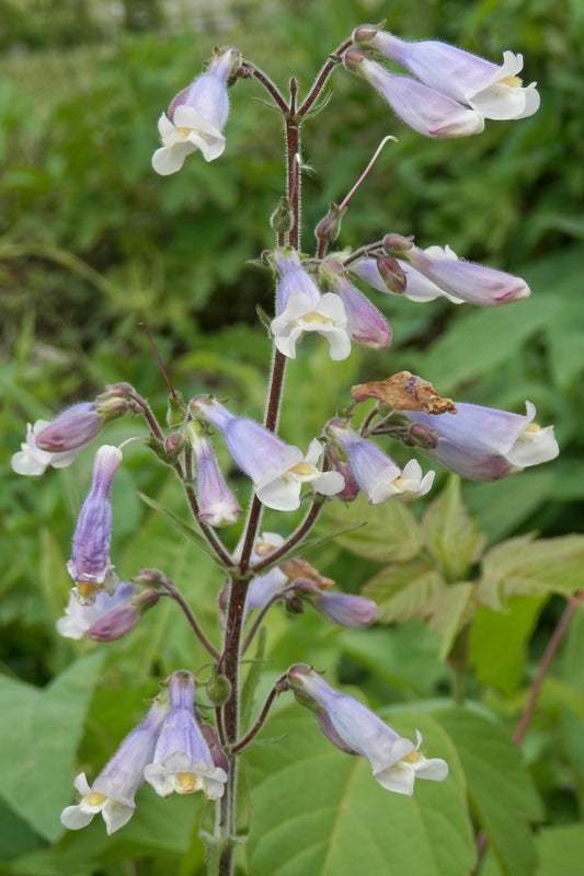 Penstemon Calycosus Calico Beardtongue 500 Seeds for Planting