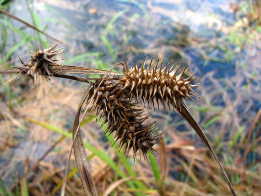 Sallow Sedge Carex lurida 200 Seeds for Planting