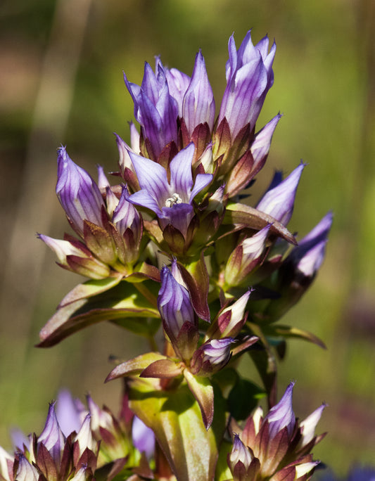 Stiff Gentian Gentianella Quinquefolia 400 Seeds for Planting Agueweed Biennial Flowers