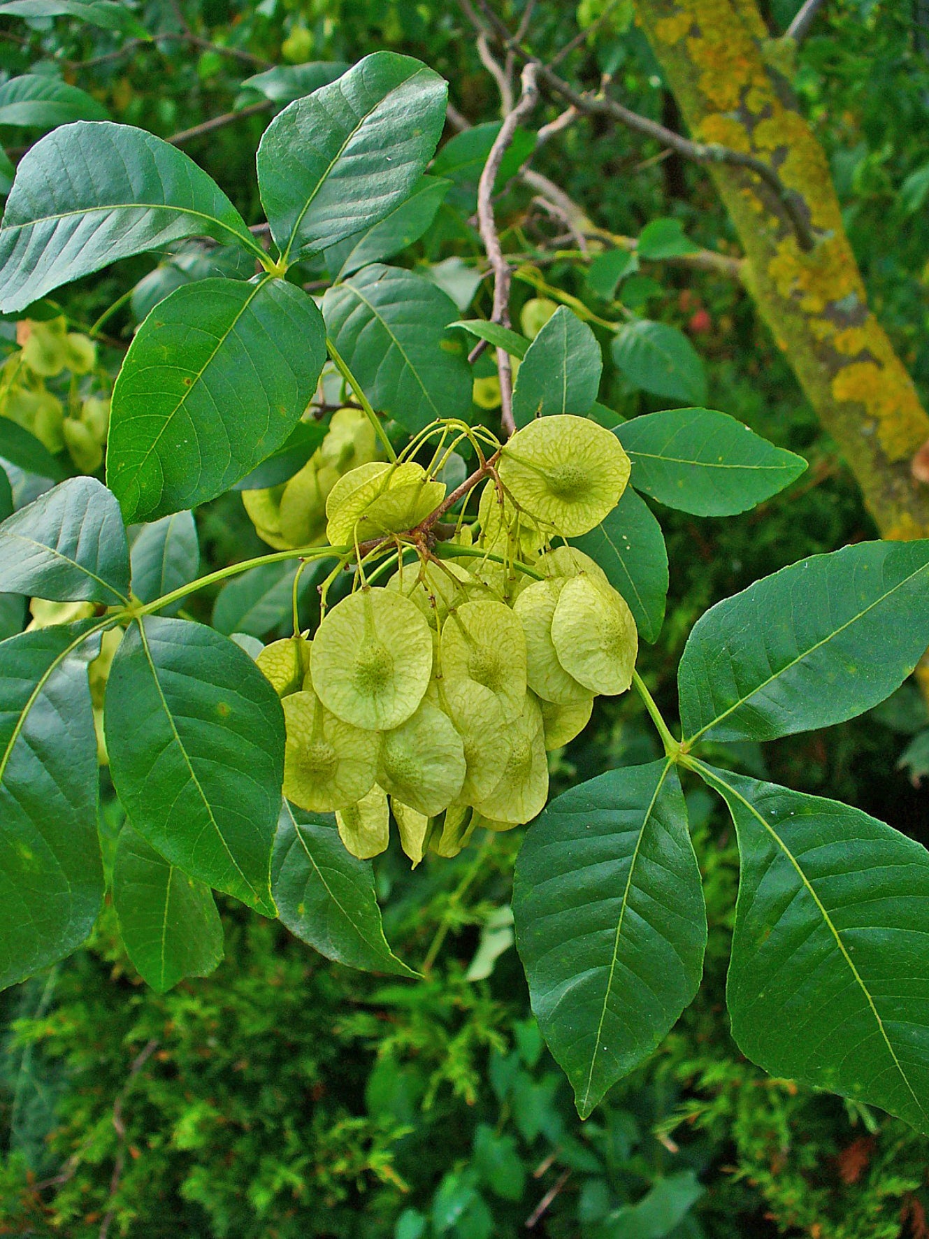 Wafer Ash Ptelea trifoliata 25 Seeds for Planting