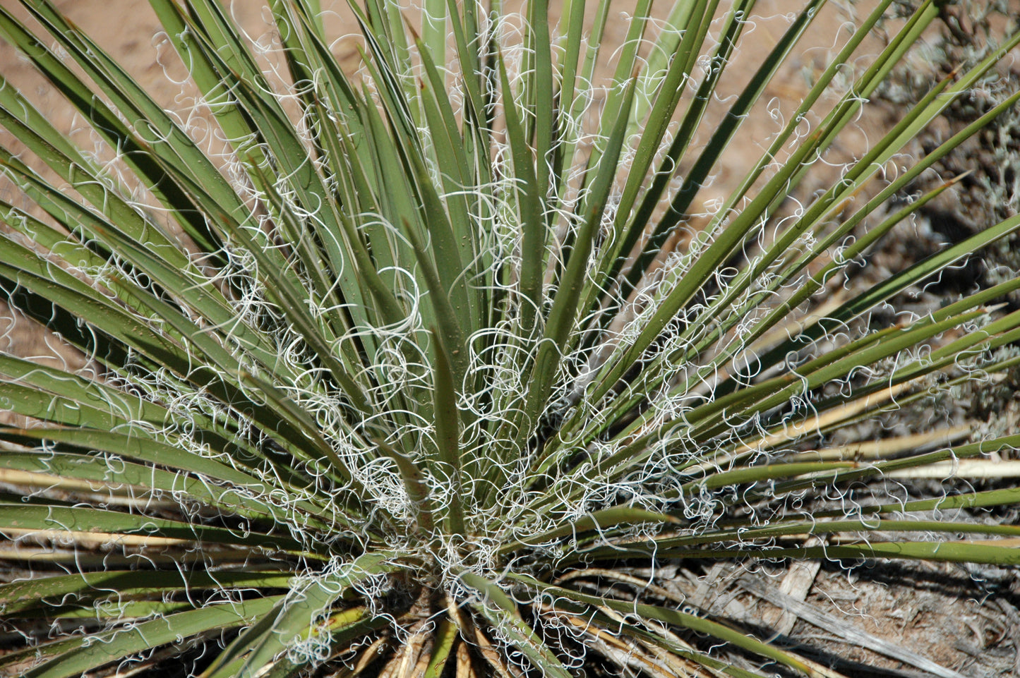 Soapweed Yucca glauca 30 Seeds for Planting