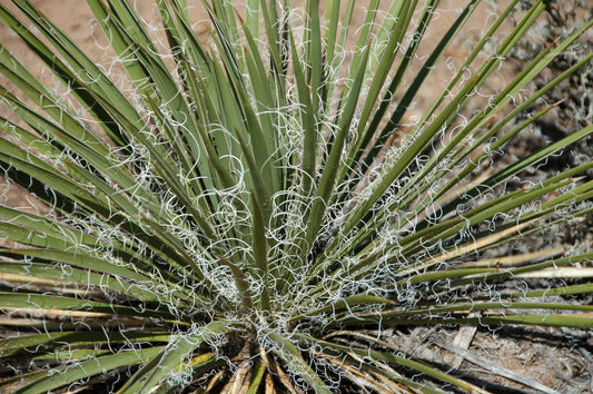 Soapweed Yucca glauca 30 Seeds for Planting