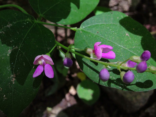 Wild Kidney Bean Phaseolus Polystachios 5 Seeds for Planting