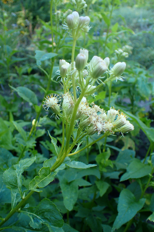 Pale Indian Plantain Cacalia atriplicifolia 100 Seeds for Planting