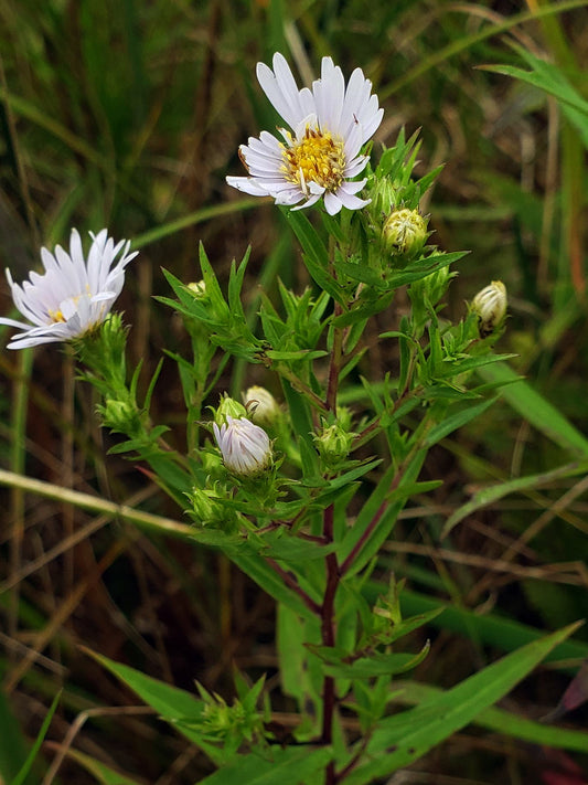 Shining Aster Symphyotrichum Firmum 500 Seeds for Planting