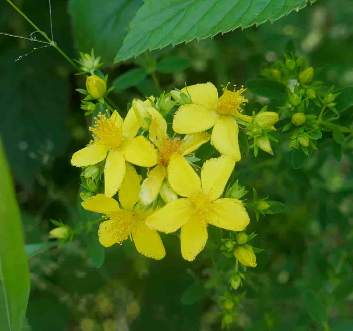 Great St. John's Wort Helianthus Giganteus 100 Seeds for Planting Hardy Perennial Seeds