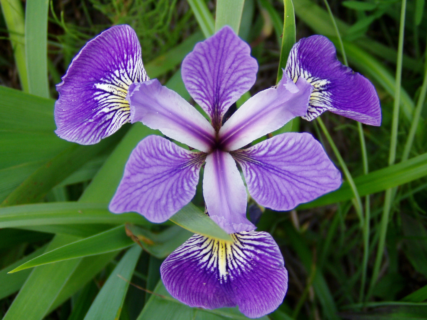 Northern Blue Flag Iris Versicolor 30 Seeds for Planting Northern Blue Flag