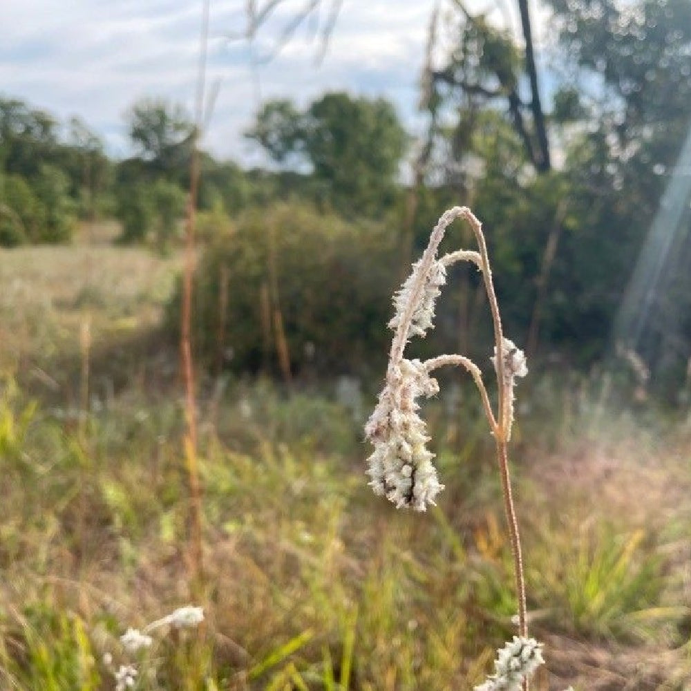 Plains Snakecotton Froelichia Floridana 75 Seeds for Planting Cottonweed Annual Flowers