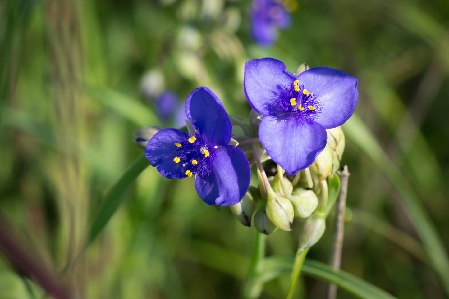 Prairie Spiderwort Tradescantia Bracteata 150 Seeds for Planting