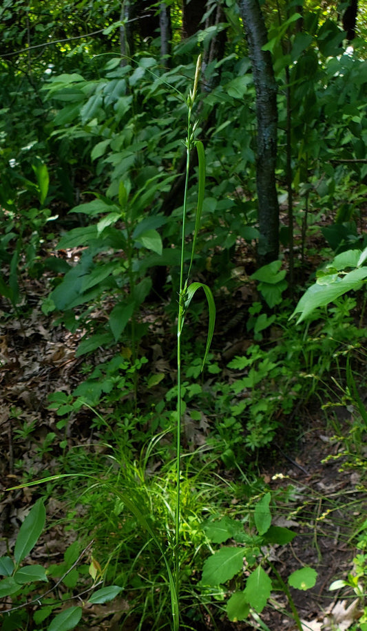 Wood Gray Sedge Carex cinerascens 50 Seeds for Planting