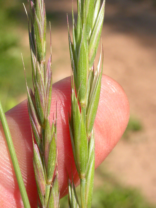 Slender Wheat Grass Elymus trachycaulus 500 Seeds for Planting