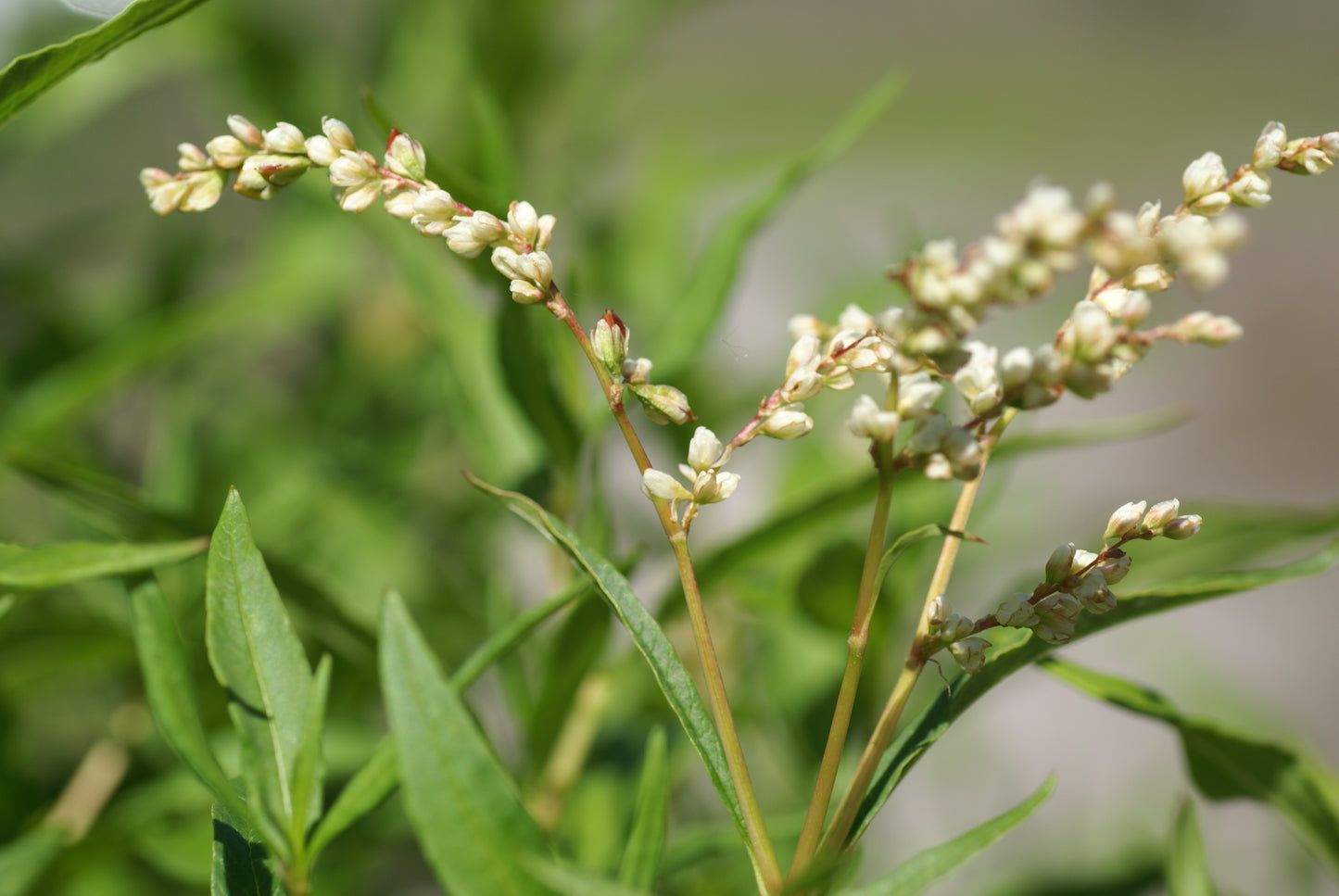 Smartweed Polygonum Punctatum 100 Seeds for Planting Annual Polygonum Seeds