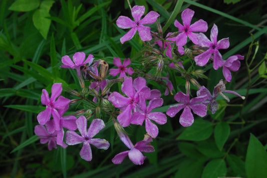 Prairie Phlox Phlox Pilosa 75 Seeds for Planting