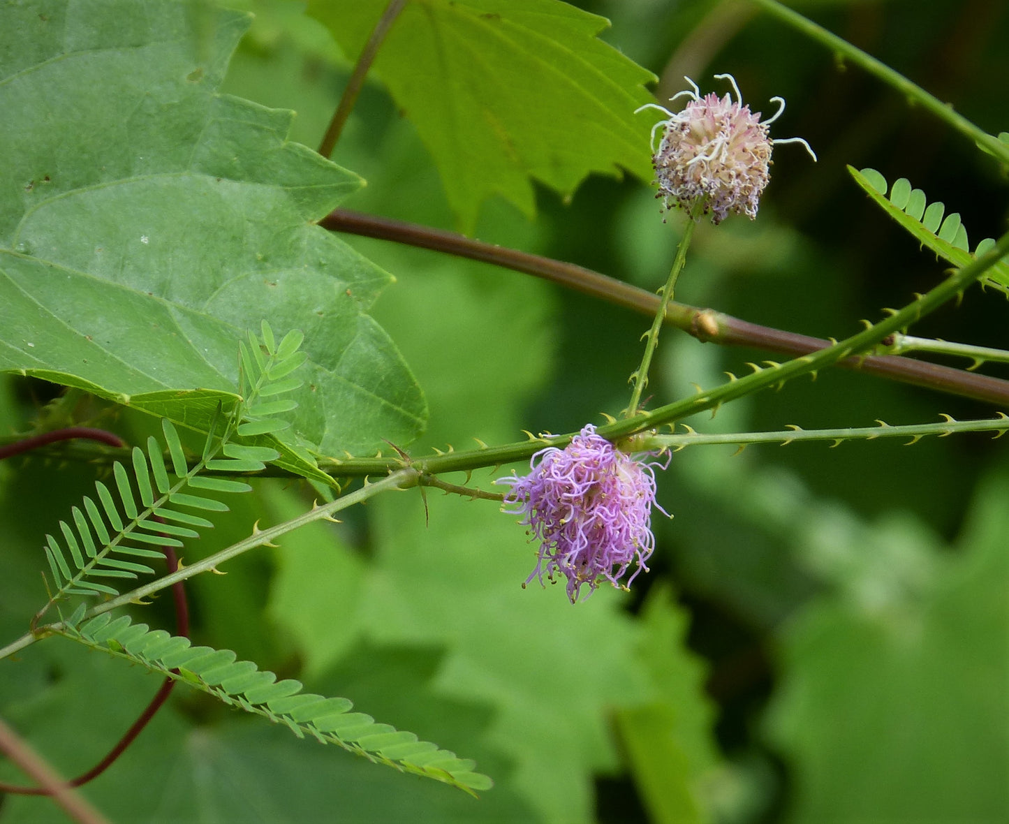 Sensitive Plant Schrankia Nuttallii 100 Seeds for Planting